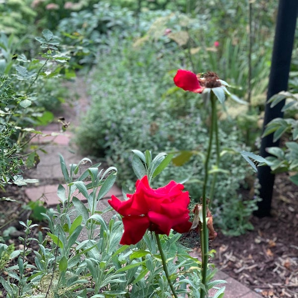 Cafe Gulistan Harbert, MI