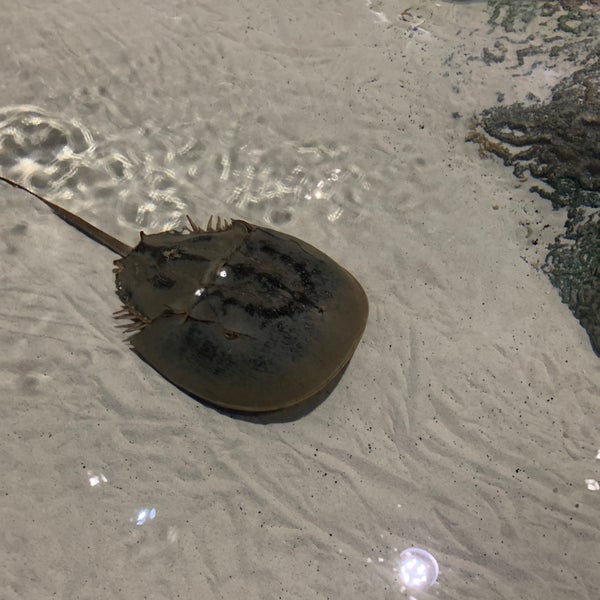 Photo taken at Ripley&#39;s Aquarium by Lisa K. on 11/15/2019