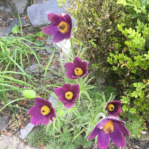 Снимок сделан в Botanická záhrada UK пользователем Alex M. 5/4/2019