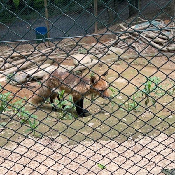 Снимок сделан в Polonezköy Hayvanat Bahçesi ve Doğal Yaşam Parkı пользователем Lujain D. 6/27/2022