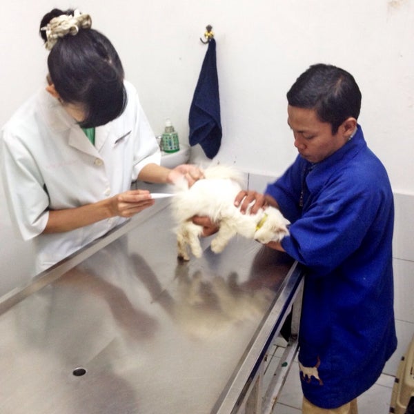 Pet Care Drh Yulyani Veterinarian In Jakarta Selatan