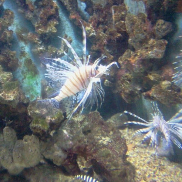 Photo taken at Oceanarium, The Bournemouth Aquarium by Ceylin on 7/1/2013