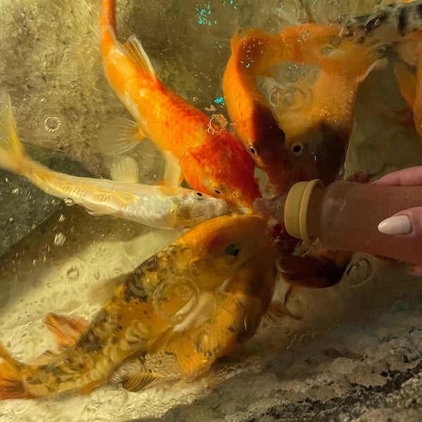 Das Foto wurde bei Antalya Aquarium von Madhawi🧿 am 8/2/2023 aufgenommen