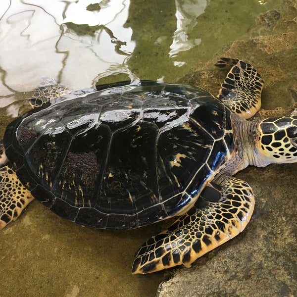 Photos At 奄美海洋展示館 Aquarium In 奄美市