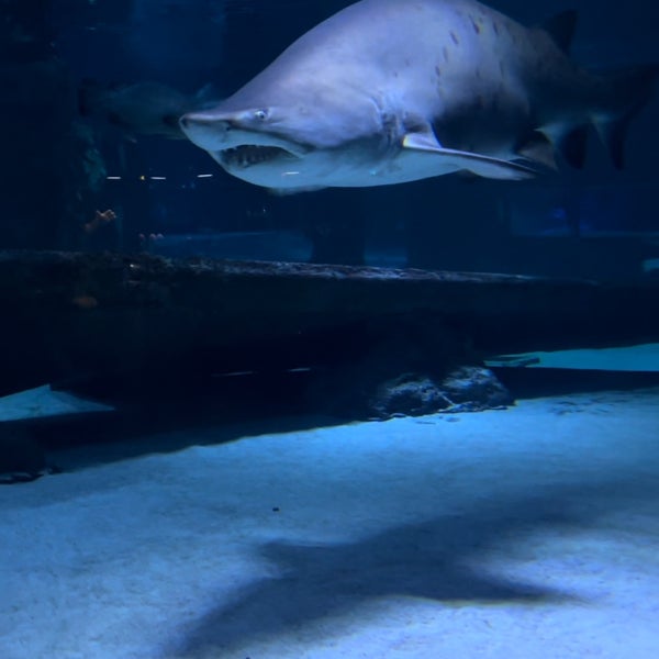 9/22/2022 tarihinde Bernaziyaretçi tarafından Antalya Aquarium'de çekilen fotoğraf