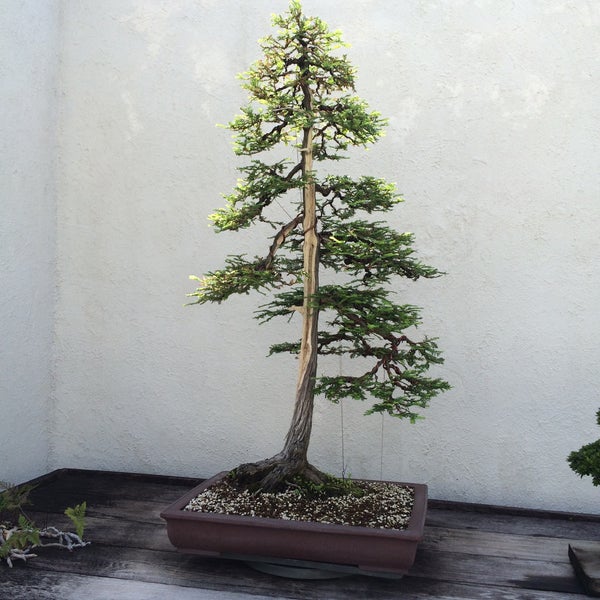 National Bonsai and Penjing Museum бонсай на Камне