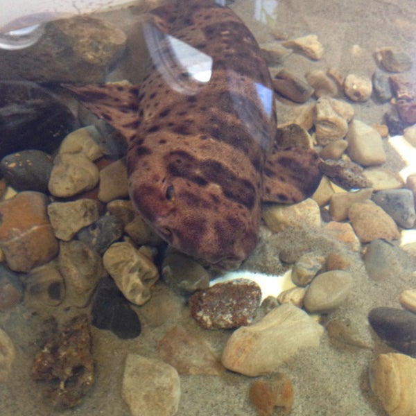 7/22/2014 tarihinde Caroline O.ziyaretçi tarafından Santa Monica Pier Aquarium'de çekilen fotoğraf