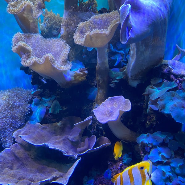 รูปภาพถ่ายที่ Waikiki Aquarium โดย iGor เมื่อ 12/29/2019
