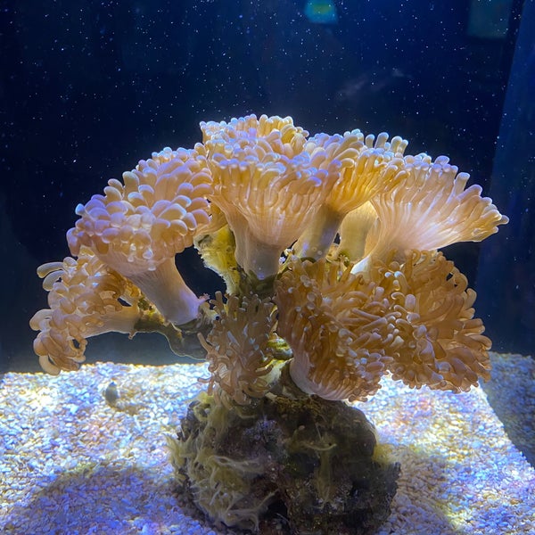 Foto scattata a Waikiki Aquarium da iGor il 12/29/2019