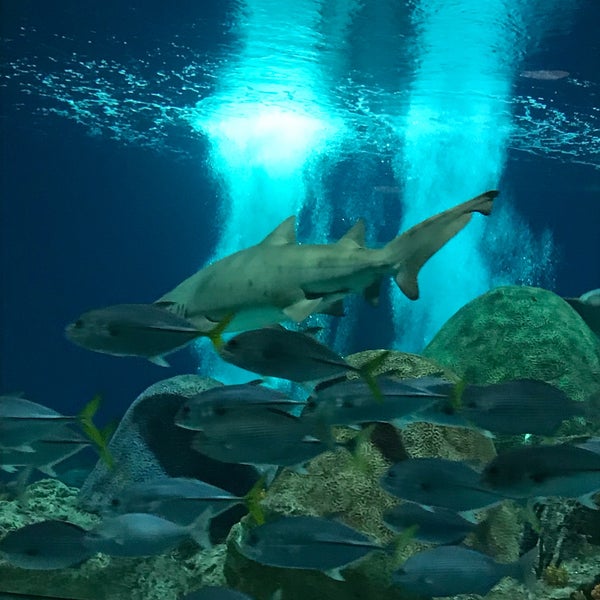 รูปภาพถ่ายที่ OdySea Aquarium โดย Vikki D. เมื่อ 11/21/2018