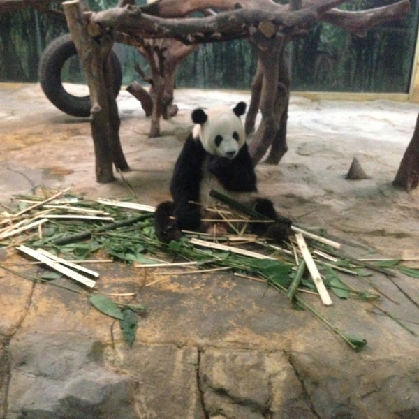 игровой центр панда армавире. панда центр вологда.