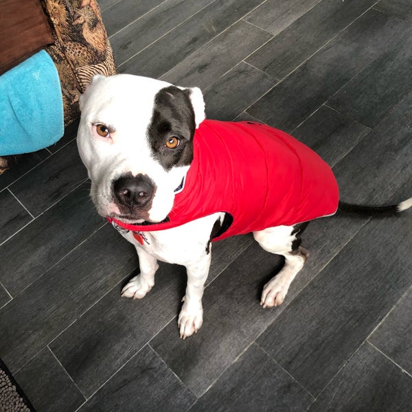 animal house pet store