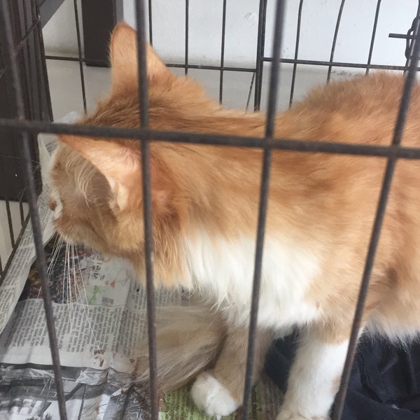 Selayang Veterinary Clinic Klinik Haiwan Selayang Veterinarian Di Taman Selayang Utama