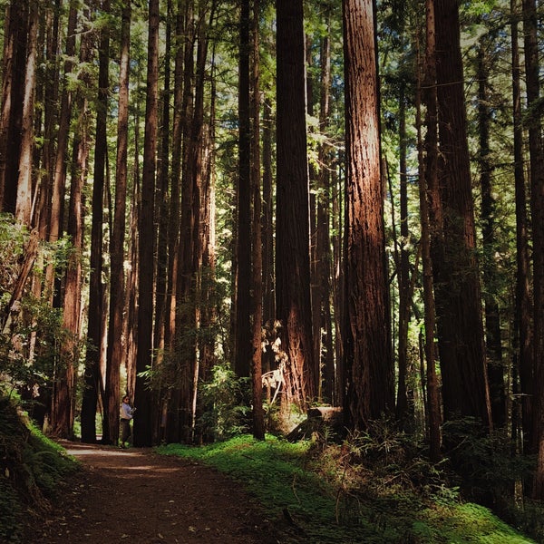 Land of Medicine Buddha 4 tips