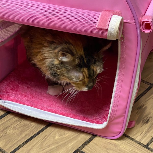 Gladstone Animal Clinic LLC 7027 N Oak Trfy