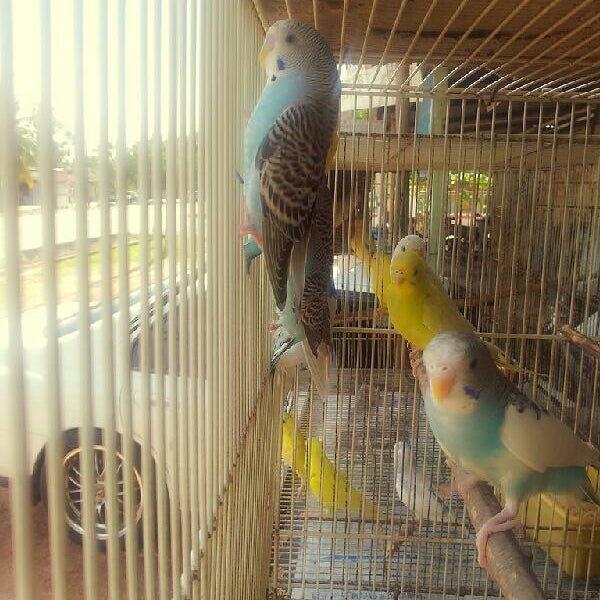 Kedai Burung Kandang