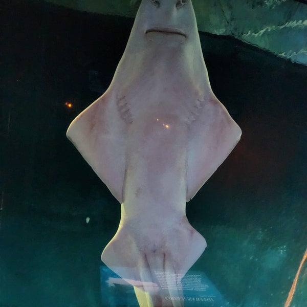5/14/2023 tarihinde Octavia F.ziyaretçi tarafından Shark Reef Aquarium'de çekilen fotoğraf