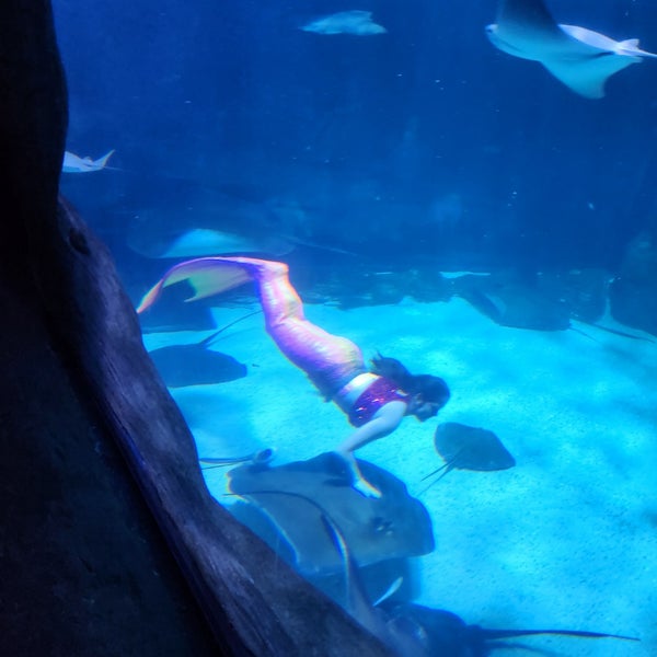 Foto tomada en Ripley&#39;s Aquarium  por Octavia F. el 3/17/2024