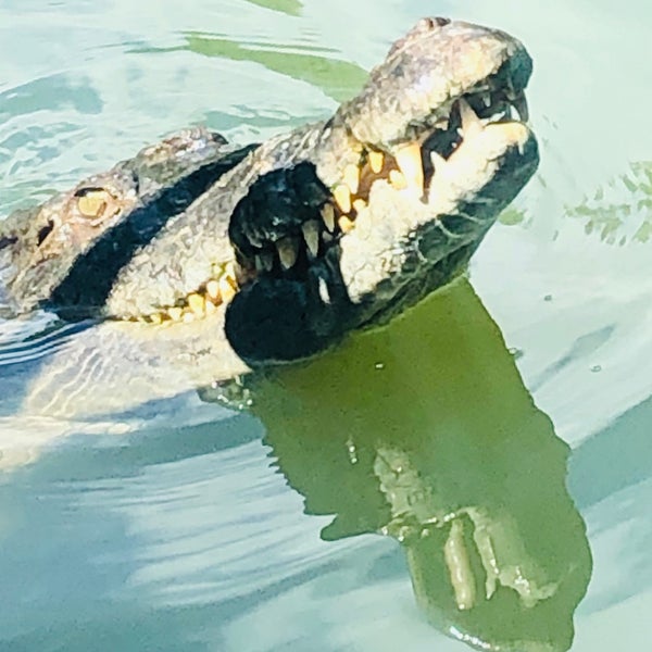 Photo taken at Hartley&#39;s Crocodile Adventures by John on 8/29/2019