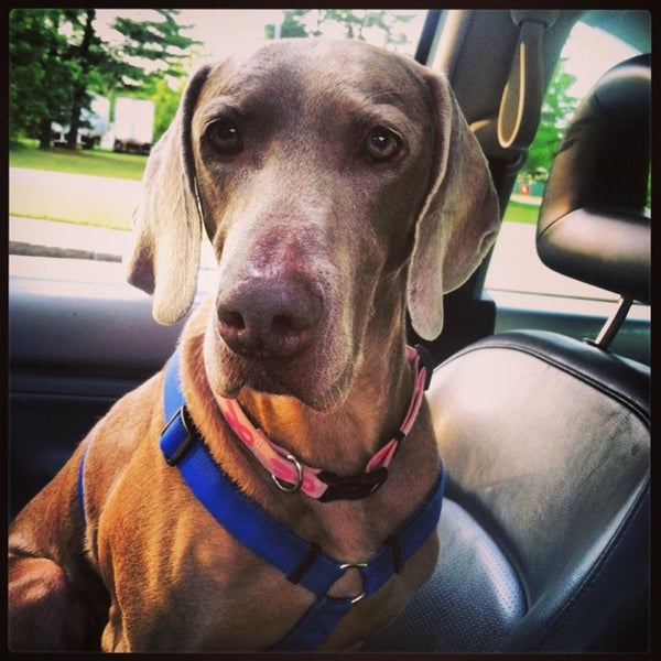 little traverse bay humane society