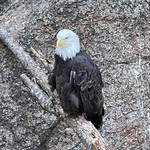 Foto tomada en Cheyenne Mountain Zoo  por Jay S. el 7/12/2021