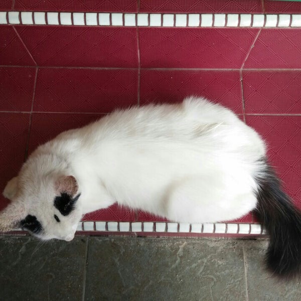 Klinik Haiwan V Pets Kelantan 0164540123