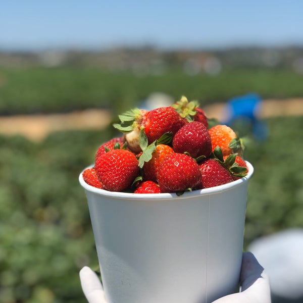 Foto diambil di U-Pick Carlsbad Strawberry Co. oleh M2sMT pada 6/15/2020