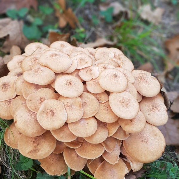 Photo prise au Polonezköy Hayvanat Bahçesi ve Doğal Yaşam Parkı par ismail C. le10/29/2019