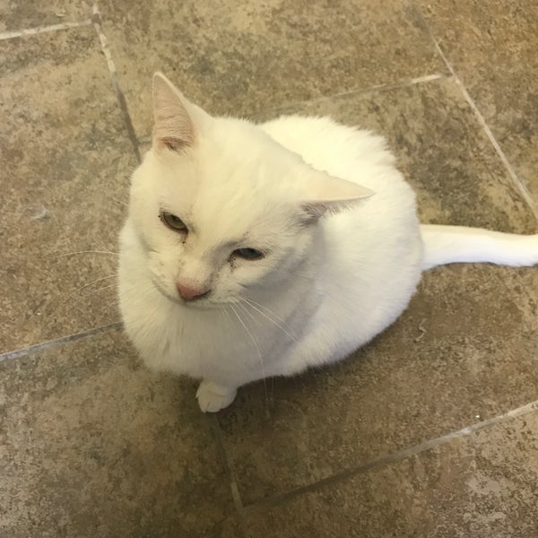 Furry Friends Refuge 1211 Grand Ave