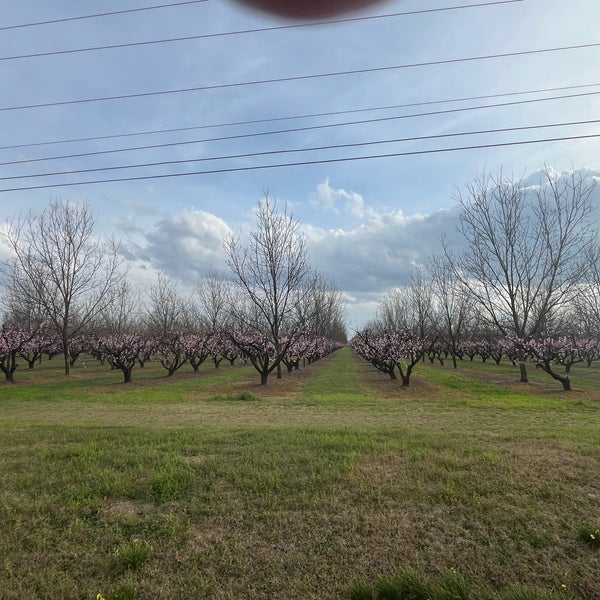 Foto diambil di Lane Southern Orchards oleh Trisha M. pada 2/28/2024