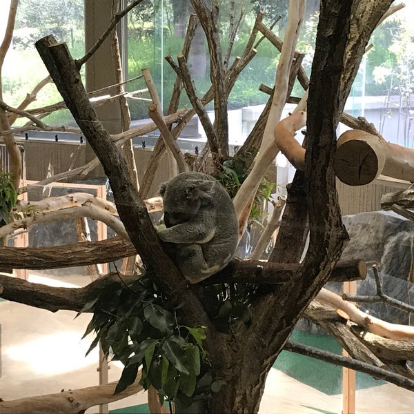 Photos At 金沢動物園 コアラ舎 金沢区 0 Tips Photos At 金沢動物園 コアラ舎 金沢区 0 Tips