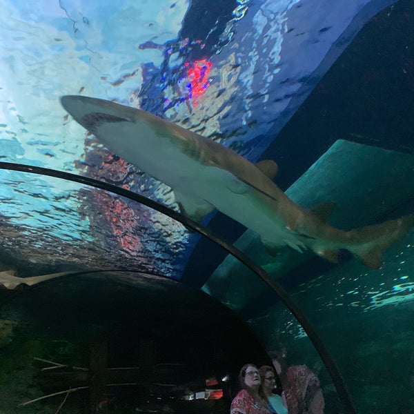 The shark tunnel is fantastic! Looks like they are under construction to add penguins but it was still a fun trip.