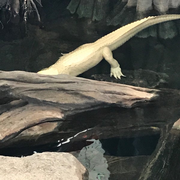 Photo taken at Claude the Albino Alligator by Alan R. on 4/21/2017