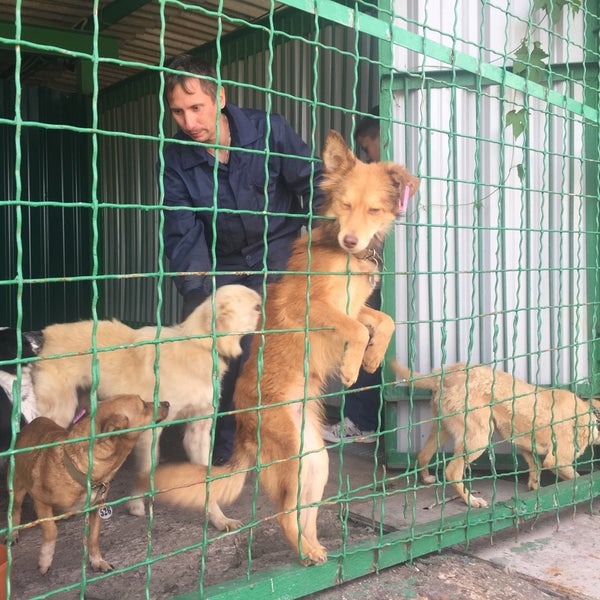 приют для животных старый оскол. приют домашних животных. приютите домой. приют для собак в с. альма приют бирюлево.