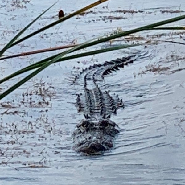 Photo taken at Sawgrass Recreation Park by Mary Ann S. on 2/13/2020