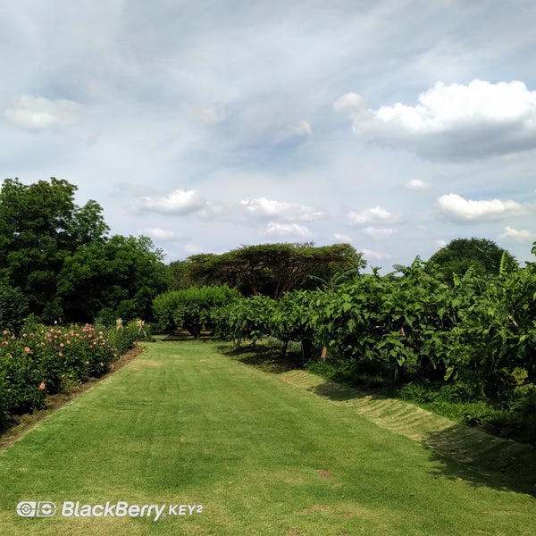 Leafy Greens Cafe 11 tips