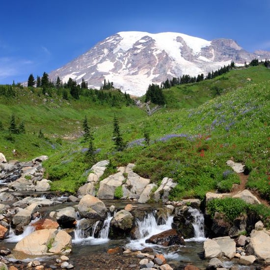 This week is a great time to see Mount Rainier in all her splendor. Join us on one of our tours and see what "The Mountain" is all about!!