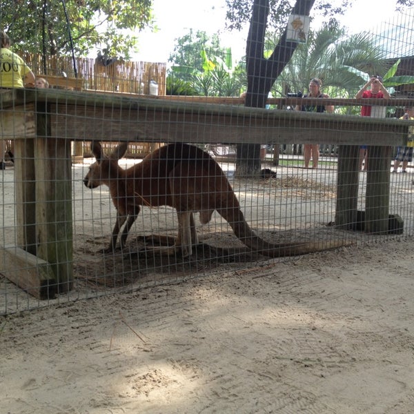 8/3/2013にEmily R.がAlabama Gulf Coast Zooで撮った写真