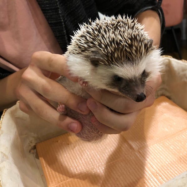 ハリネズミ専門cafe Harry Wood 中区 中区栄3 13 1 ハリネズミ専門cafe Harry Wood 中区 中区栄3 13 1