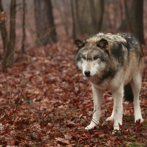 Photo taken at Camp Taylor &amp; Lakota Wolf Preserve by Michael D. on 12/8/2012