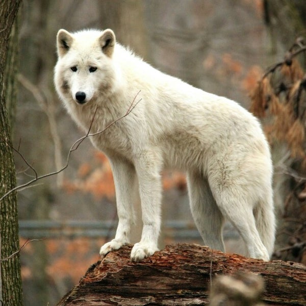 Das Foto wurde bei Camp Taylor &amp; Lakota Wolf Preserve von Michael D. am 3/29/2014 aufgenommen