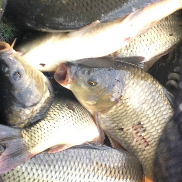 Купить Живого Карпа Воронеж