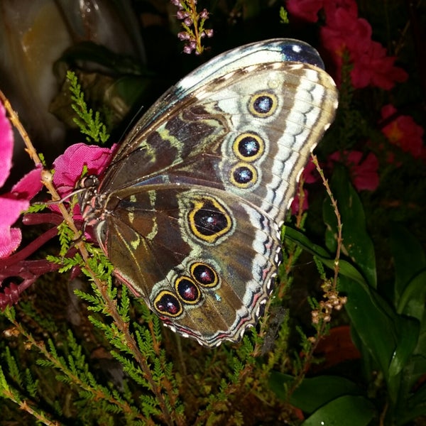 11/2/2014にMashuntyがМузей живых бабочек «Тропический рай»で撮った写真