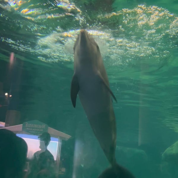 Foto tomada en Georgia Aquarium  por Sangho N. el 12/29/2023