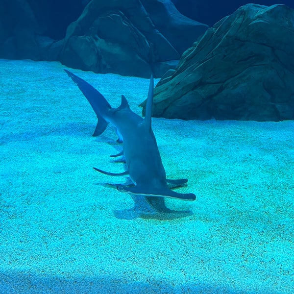 Foto scattata a Georgia Aquarium da Sangho N. il 12/29/2023