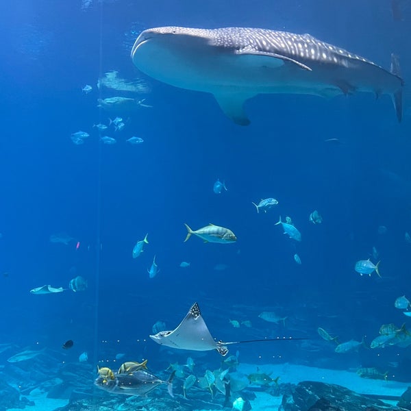Photo taken at Georgia Aquarium by Sangho N. on 12/29/2023