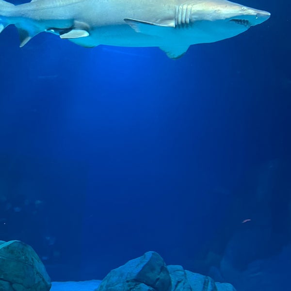 Foto scattata a Georgia Aquarium da Sangho N. il 12/29/2023