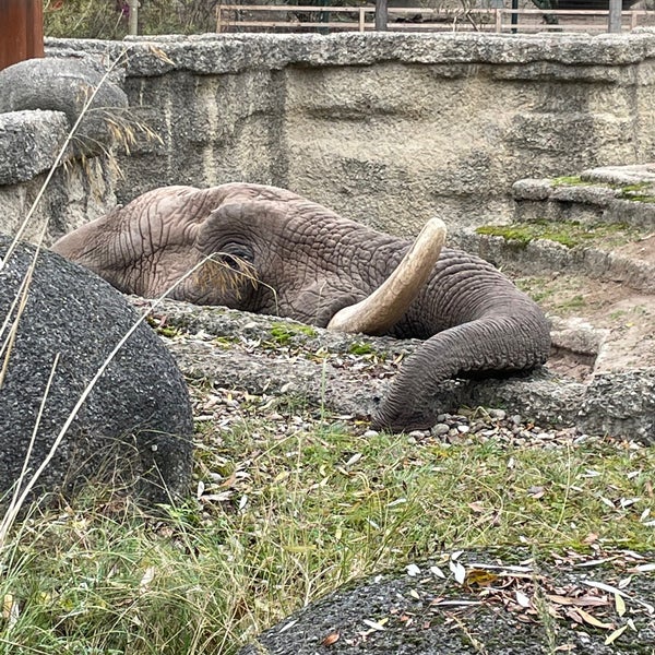 Foto scattata a Zoo Basel da Michael H. il 11/21/2021