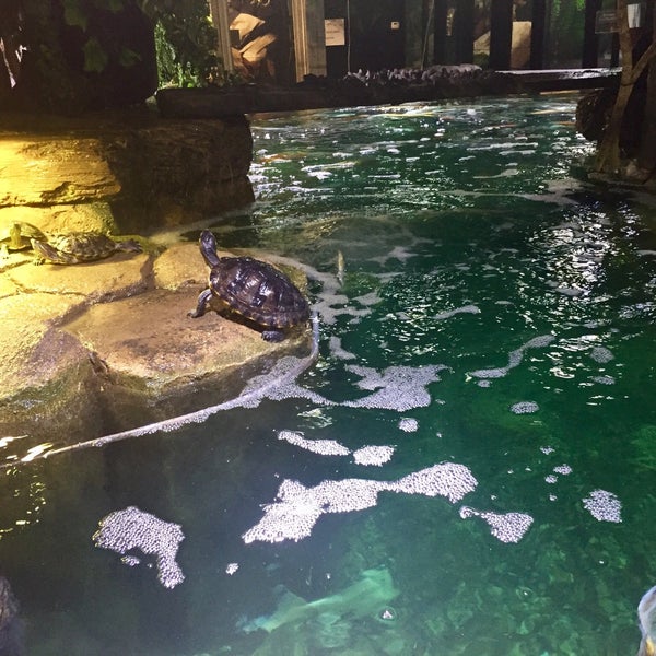รูปภาพถ่ายที่ Austin Aquarium โดย jessieTHEjazz เมื่อ 10/2/2018
