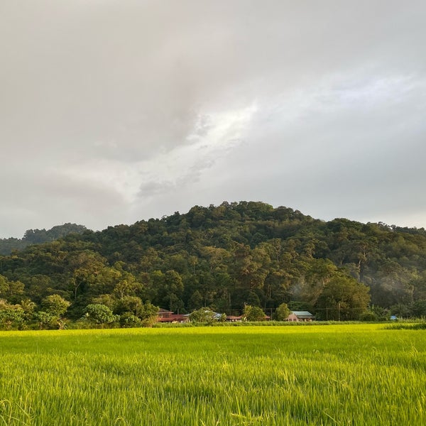 Photos At Paddy Field Balik Pulau